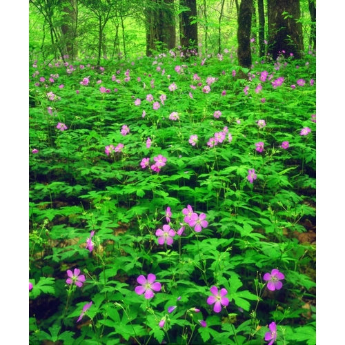 TN, Great Smoky Mts NP Flowers in the forest